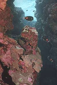 coral and coralline algae