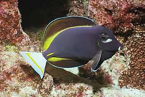 velvet tang Acanthurus nigricans