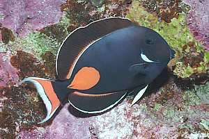 Achilles tang Acanthurus achilles