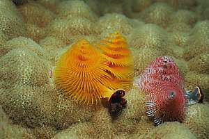 christmas tree fan worms Spirobranchus giganteus