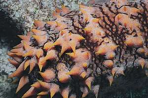 detail of armoured sea cucumber Thelenota ananas