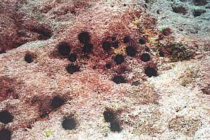 burrowed sea urchins waiting for the night