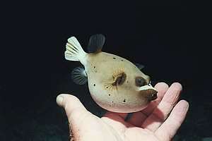 black spotted pufffer (Arothron nigropunctatus)