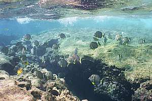 the bulk consists of grazing fish like these surgeonfish