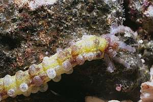 mouth of Opheodesoma australiensis