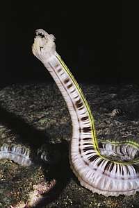 harmonica cucumber Opheodesoma australiensis