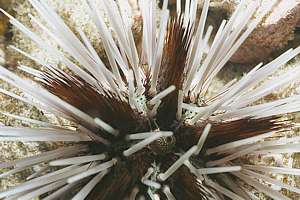 hollow-spined needle urchin