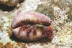 the letterbox hermit in a cowrie shell