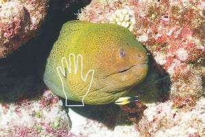 giant moray dwarfs 8cm cleaner wrasse