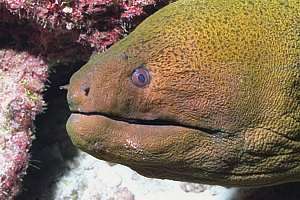 the giant moray Gymnothorax javanicus