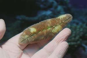 mushroom slipper coral