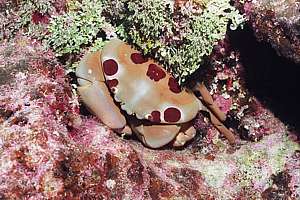 large spotted crab