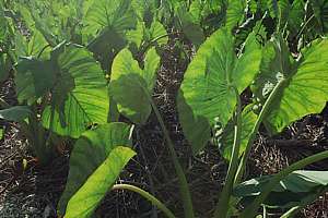 good taro crop