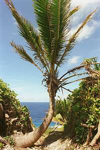 the forest ends abruptly at this coconut tree