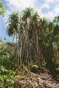 mangrove trees stand in the salt spray