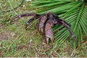 Little Miracles of Niue