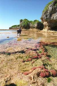 gleaning the reef flats for sustenance