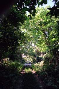 coastal forest on the trade wind side