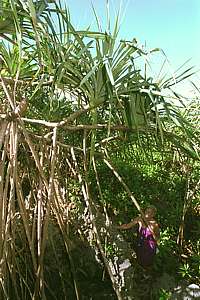 Pandanus stilt roots