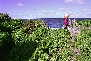 at the edge of the sea, the vegetation ends