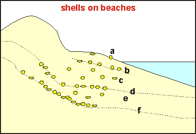 shells on beach