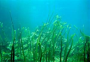 f012120: Young kelp plants stripped by waves