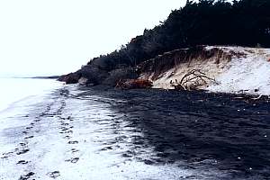 One year later, the trees stood in the tide