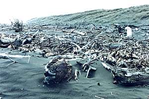 f201826: driftwood near Wanganui River