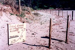 f202435: dune plantings at Long Bay