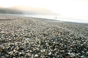 A major wash-up of young fan shells (Atrina)