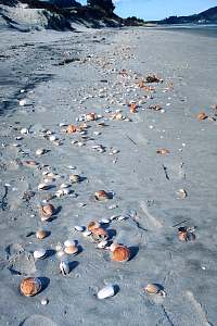 Recently washed up shells