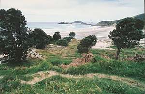 Pohutukawa planted at Ocean Beach