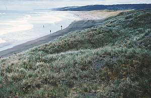 Tall dunes at Port Waikato