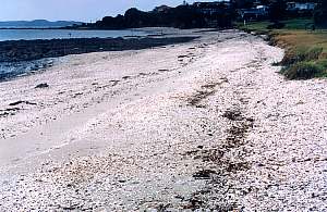 f991224 cockle beach