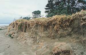 Plantings at Long Bay