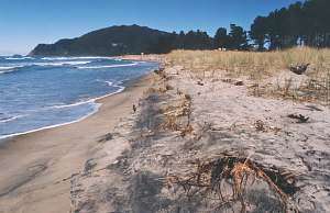 Shelterbelt at Pauanui