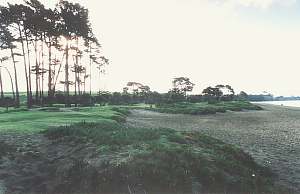 Tall trees at Long Bay reserve