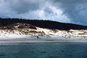 Te Arai beach backed by tall forest