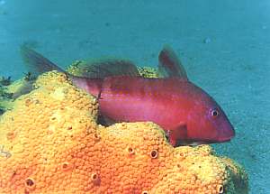 Goatfish on yellow sponge