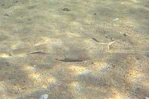 Crinkled light hiding a flounder