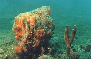 Orange fingersponge, movie light