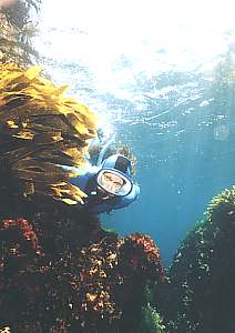 Snorkeldiver