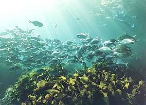 A school of Blue Maomao above seaweed