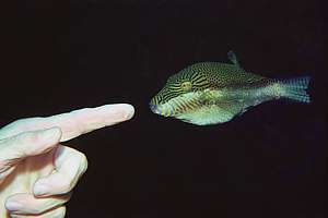 inquisitive sharpnosed puffer