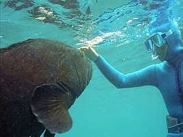 giant grouper Epinephelus daemelii