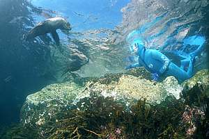 diver and young seals