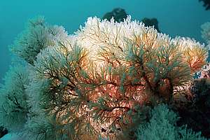 a back-lit hydroid tree