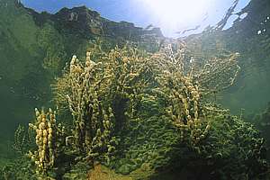 seaweeds and Snell's window