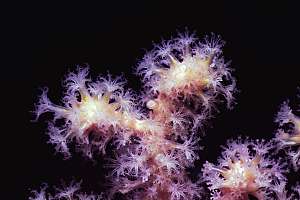 tight closeup of gorgonean polyps