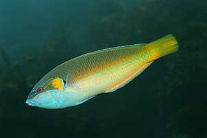 elegant wrasse Anampses elegans